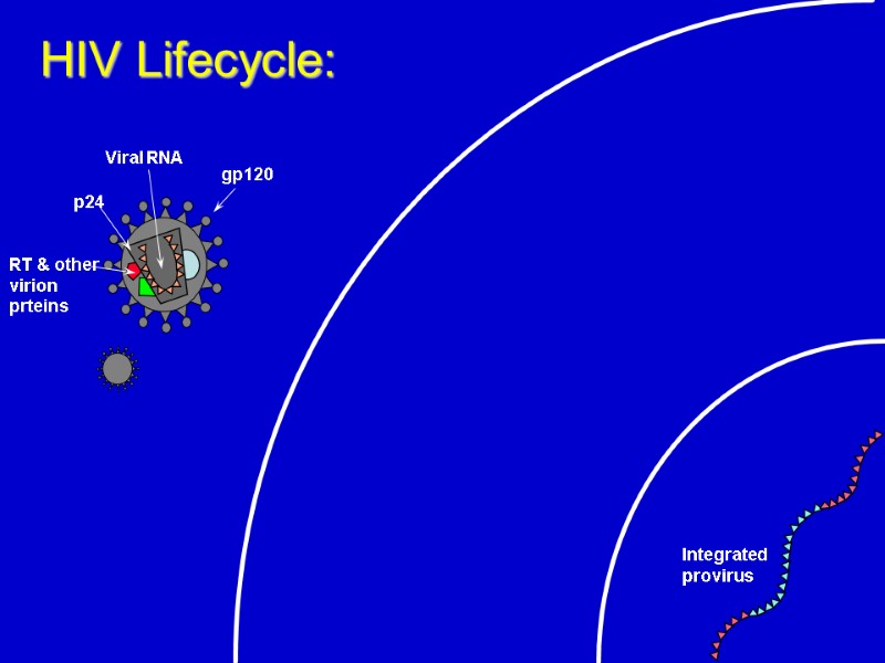 HIV Lifecycle: Integrated  provirus